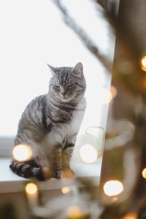Funny tabby cat and the decorated Christmas tree. Merry Christmas and New Yearの写真素材