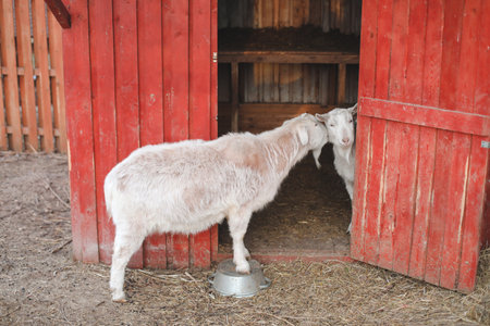 Lovely couple of two goats standing in wooden shelter.の写真素材
