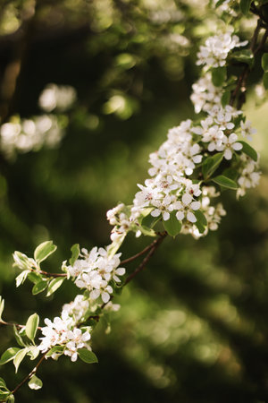 Branches of blossoming cherry or apple tree macro with soft focus on gentle light nature background in sunlight with copy space. Beautiful floral image of spring nature panoramic viewの写真素材