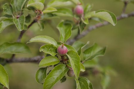 Red apple fruit hanging on tree branch with green nature background. Closeup of a branch with fresh...