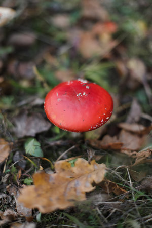 Bright red fly agaric in the grass in the forest. Beautiful natural background. Red mushroom with white dots. Poisonous mushroom. Medicinal mushroom.の写真素材