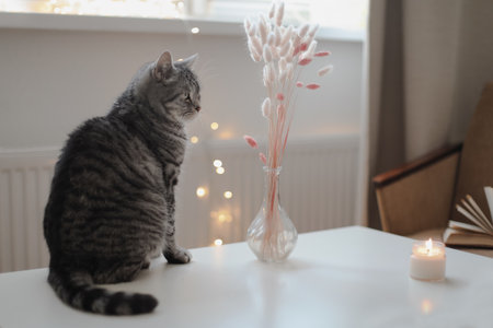 pets, christmas and hygge concept - tabby cat by garland lights at home. Cozy home atmosphere. Lazy winter weekendの写真素材