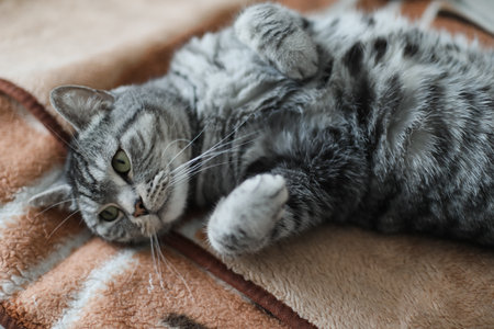 Cute tabby cat lying in bed. Funny home pet. Concept of relaxing and cozy wellbeing. Sweet dream.の写真素材
