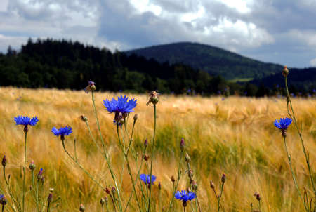 meadow with flowers, Polandの写真素材