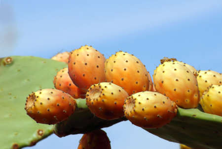 paddle cactus in Corfu island, Greece