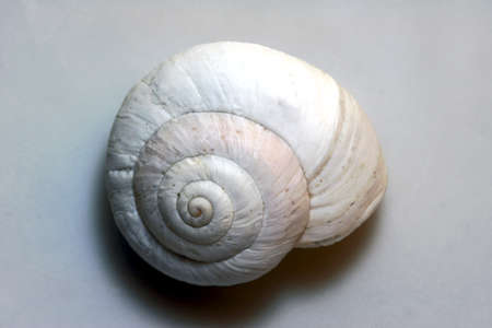 small Seashell on white backgraund