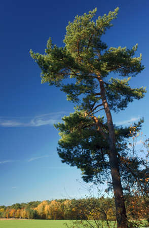 pine tree and forest in the autumn, Poland の写真素材
