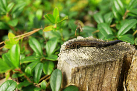 little lizard on the meadow,Polandの写真素材