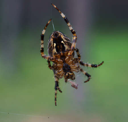 spider and spiderwebの写真素材