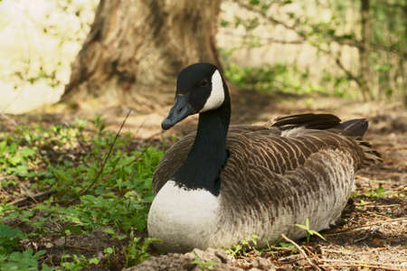 Greylag Goose, Polandの写真素材