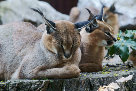 Caracal  in zoo, Poland, Poznanのeditorial素材