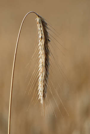 grain,farming,Polandの写真素材