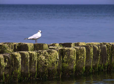 seagull, Baltic, Polandの写真素材