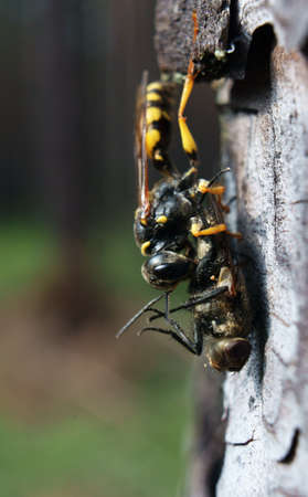 insects scrabble