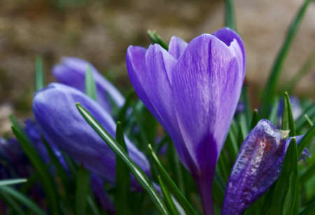 crocus flower, Poland