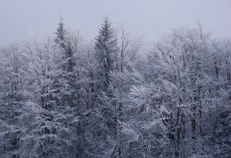 snow-covered forest, Beskids, Polandの写真素材