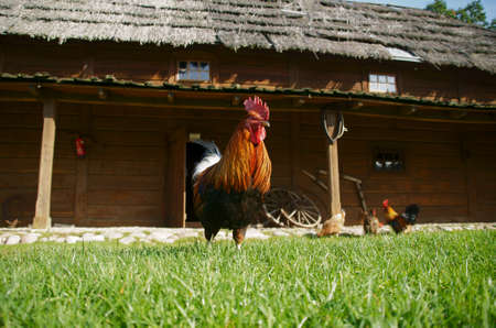 chanticleer,Polandの写真素材