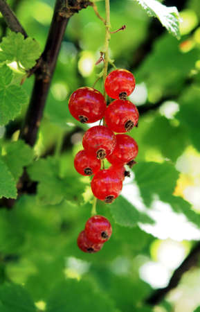 redcurrant 