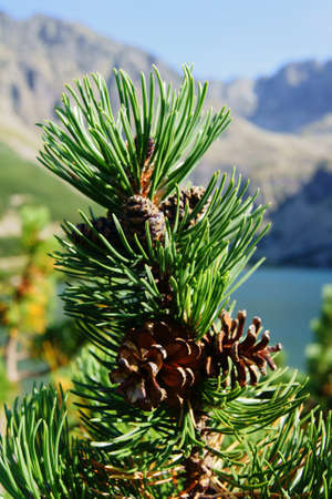 mugho pine in Tatra Mountains, Poland 