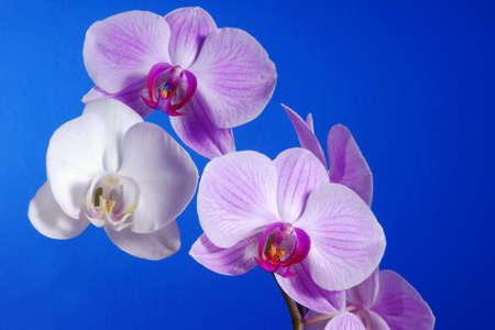 white and pink orchid flower, Polandの写真素材