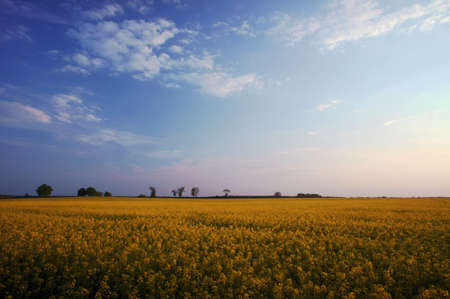 crop at evening, Poland