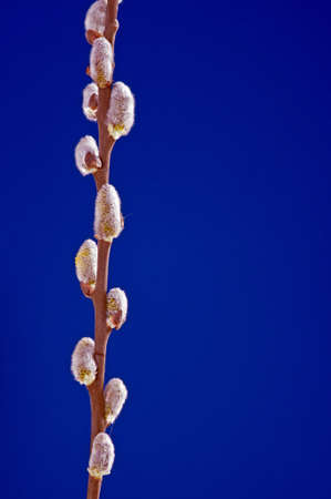 catkins - easter decoration on blue backgroundの写真素材