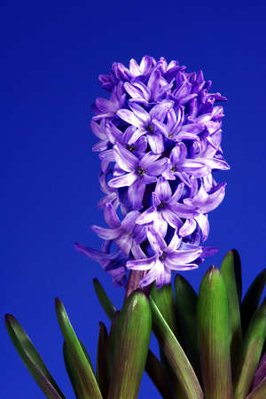 violet  flower Hyacinth on blue backgroundの写真素材