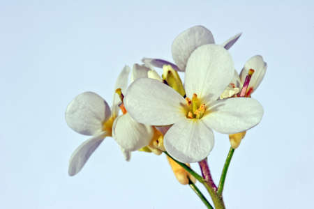 Rock cress - white beautiful flowers 