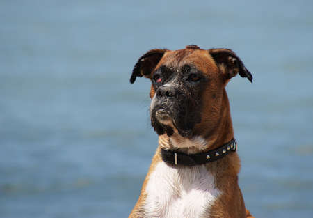 head of a dogの写真素材