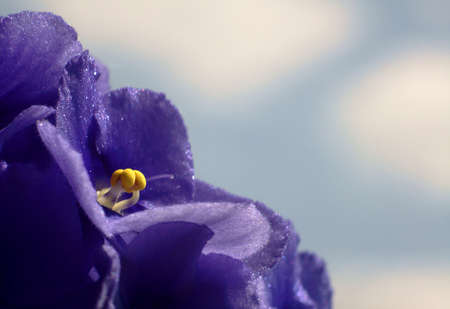 viola flower on a sky background, Polandの写真素材