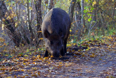 Wild boar foraging in forest, Poland
