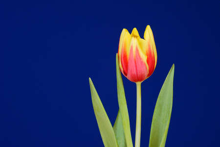 Red and yellow tulip flowers  on blue background 