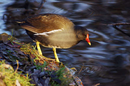 Eurasian Coot on lakeside, Polandの写真素材