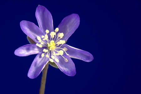 purple liverwort flower on blue background