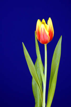 Red and yellow tulip flowerの写真素材