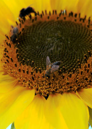 honeybee on sunflower, Poland