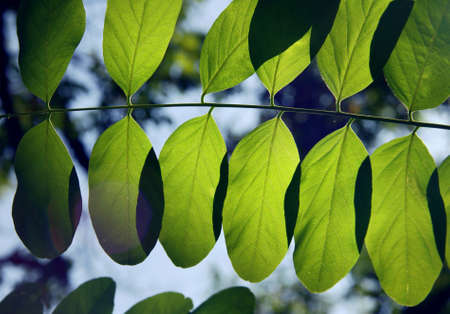 falls leafs in forest, Poland の写真素材