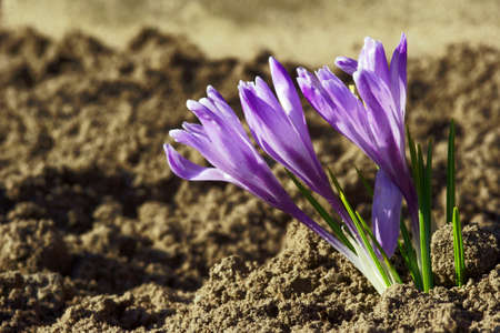 Purple, spring crocus flowerの写真素材