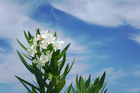 flowers of nerium oleander, Greeceの写真素材