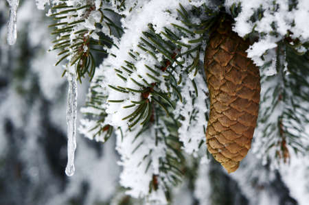 snow-covered cone and icicles in Hory Mountains, Polandの写真素材