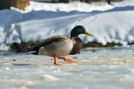 Duck walking on ice, Polandの写真素材