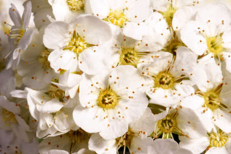 Snowberry - White flowers in Spring の写真素材