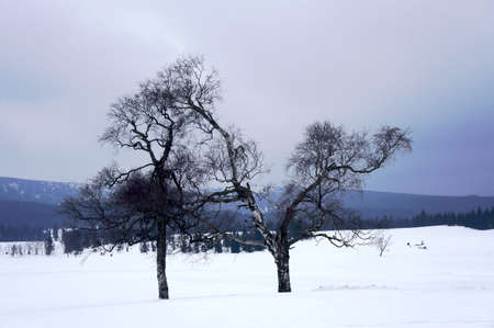 Trees in snow clearing in the Jizera Mountainsの写真素材