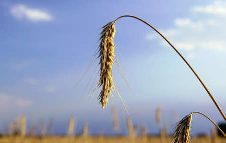 Ears of rye, farming in Poland