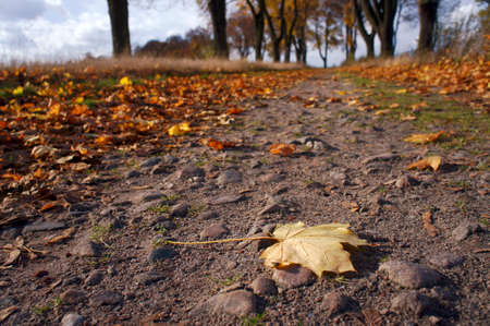 Autumn maple leaf on the roadの写真素材
