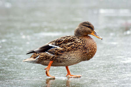 Duck walking on iceの写真素材