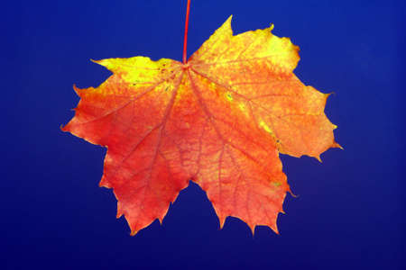 Dried maple leaf
