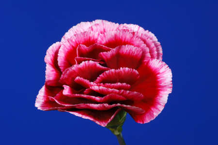 red carnations on a blue backgroundの写真素材