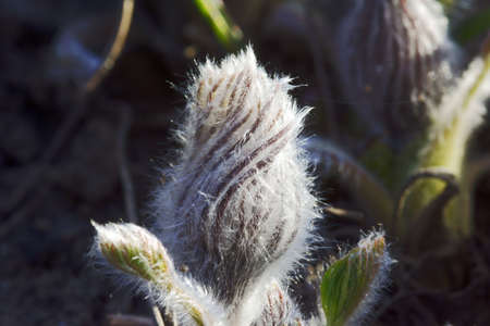 pasque flower - Spring ornamental plantの写真素材