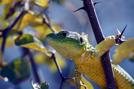 Greek rock lizard on tree, Greece